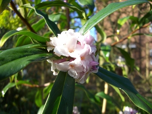 Daphne bholua_01.JPG